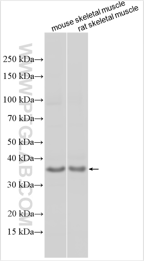 Western Blot (WB) analysis of various lysates using MS4A12 Polyclonal antibody (13293-1-AP)