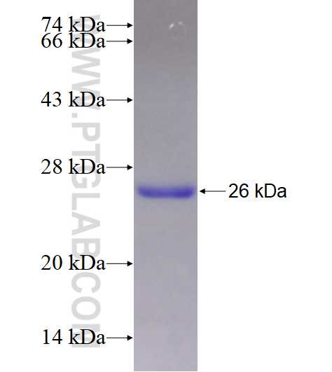 MS4A7 fusion protein Ag28684 SDS-PAGE