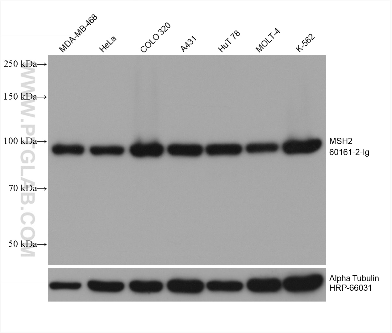 Western Blot (WB) analysis of various lysates using MSH2 Monoclonal antibody (60161-2-Ig)