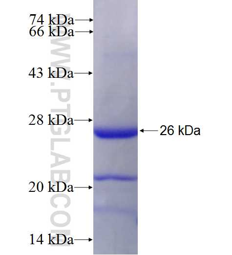 MSH5 fusion protein Ag28017 SDS-PAGE