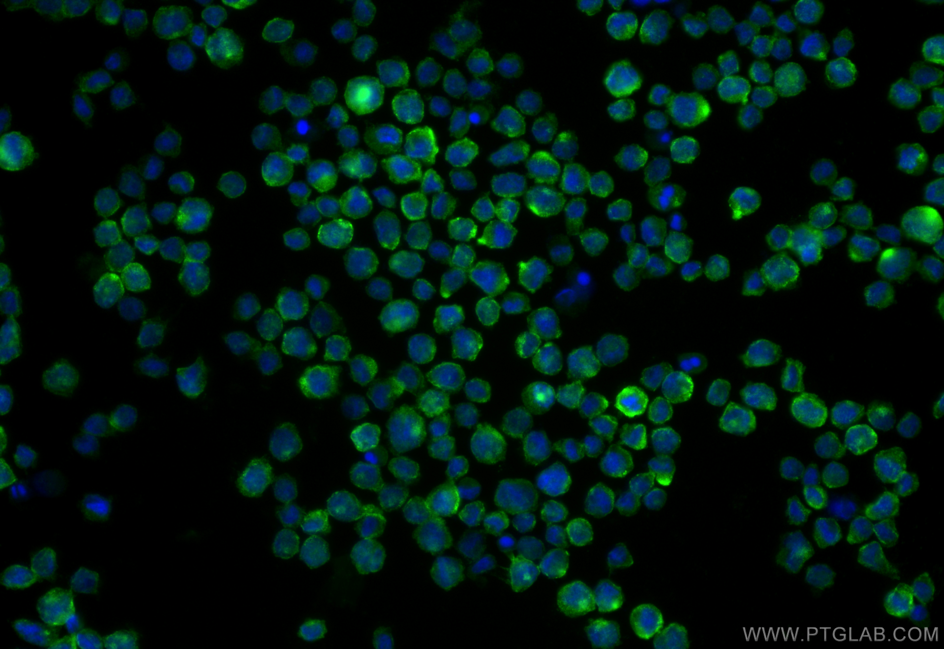 Immunofluorescence (IF) / fluorescent staining of THP-1 cells using Mesothelin Recombinant antibody (83744-2-RR)