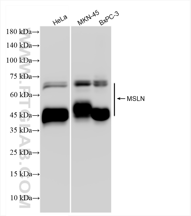 Western Blot (WB) analysis of various lysates using MSLN Recombinant antibody (83744-2-RR)