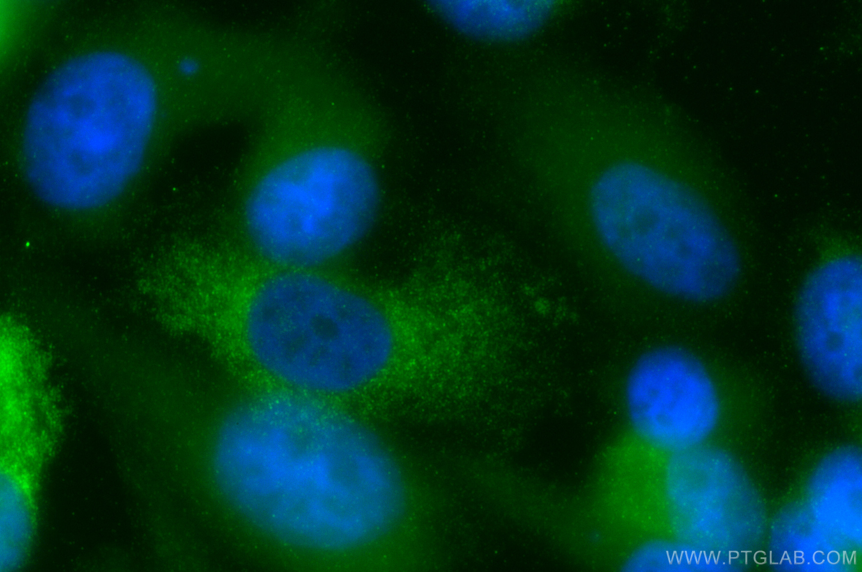 Immunofluorescence (IF) / fluorescent staining of PC-3 cells using MSMP Polyclonal antibody (19526-1-AP)