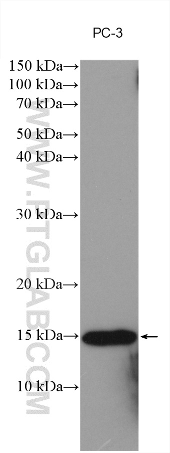 Western Blot (WB) analysis of various lysates using MSMP Polyclonal antibody (19526-1-AP)