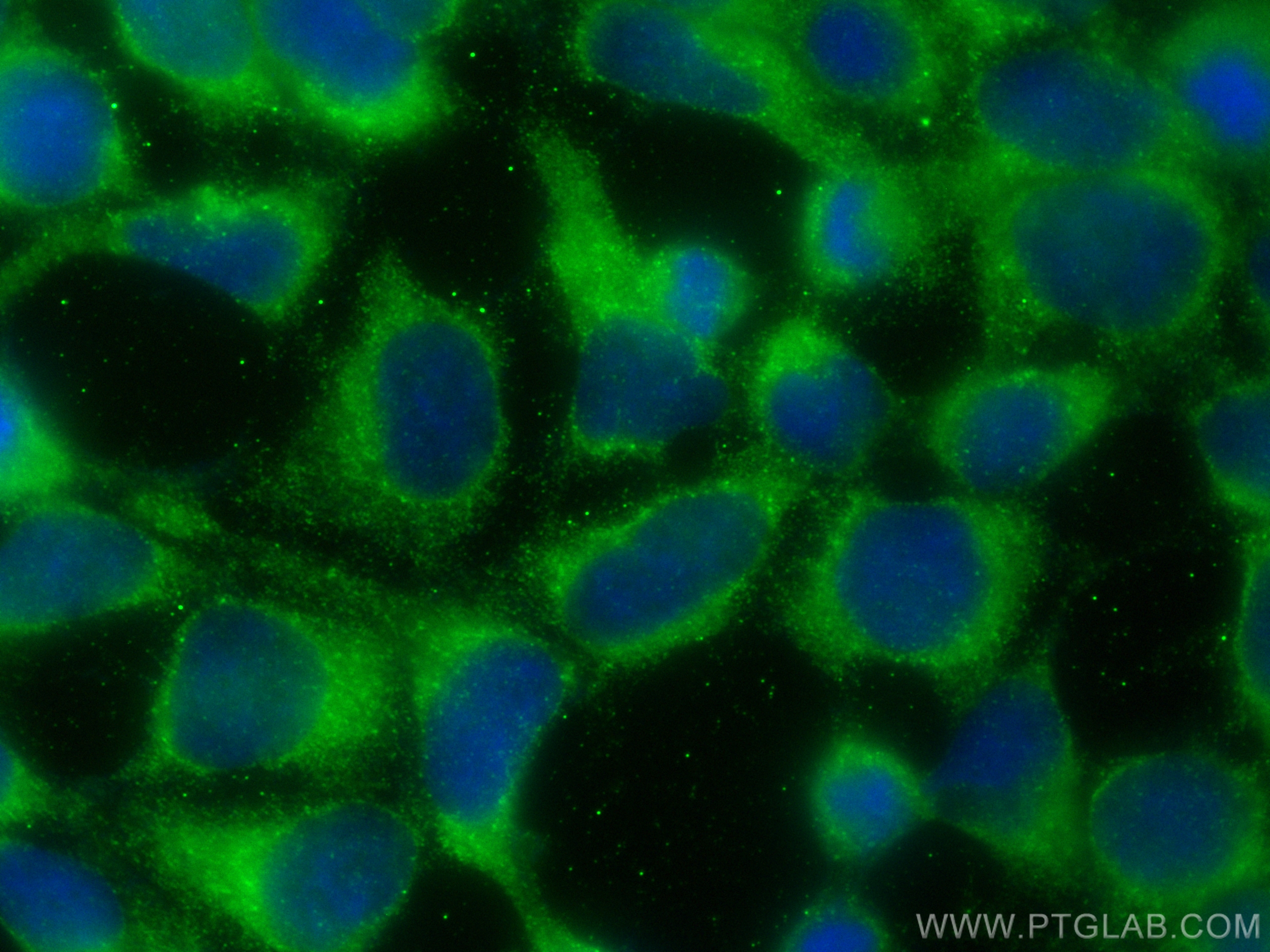 Immunofluorescence (IF) / fluorescent staining of HEK-293 cells using CoraLite® Plus 488-conjugated MSRA Polyclonal anti (CL488-14547)