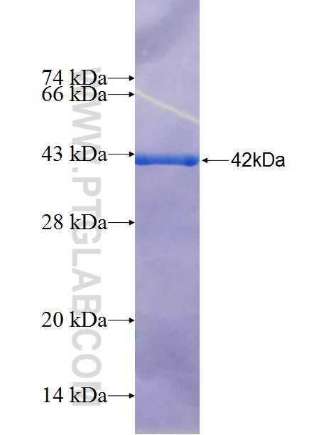 MSTN fusion protein Ag26338 SDS-PAGE