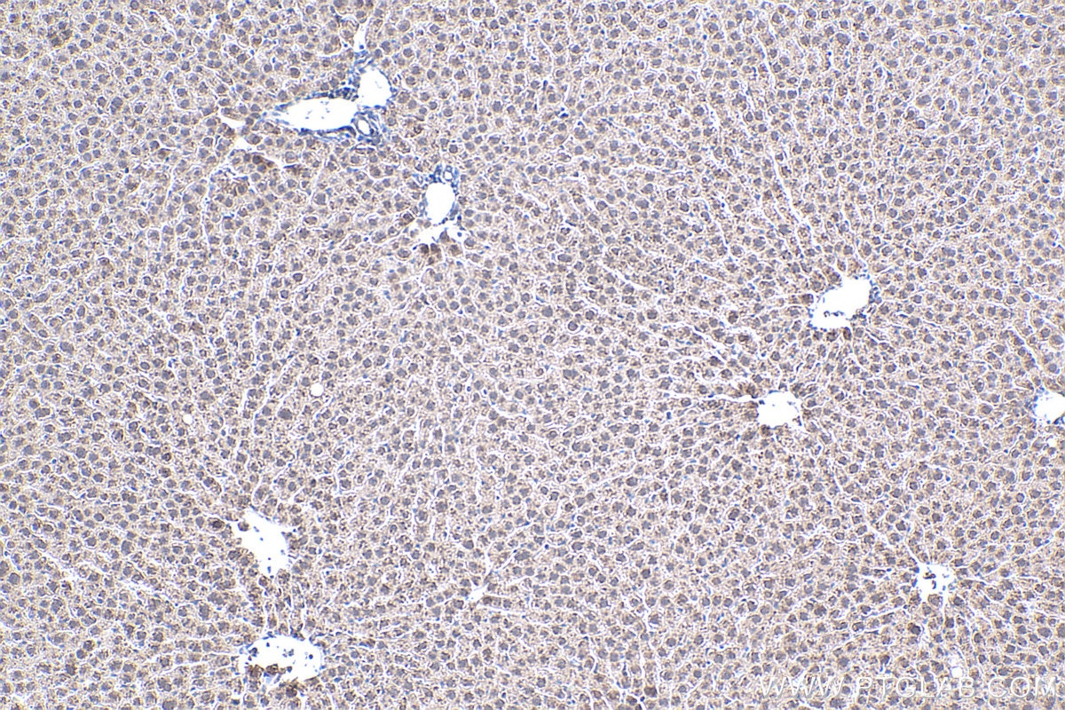 Immunohistochemistry (IHC) staining of rat liver tissue using MT2A Polyclonal antibody (20809-1-AP)