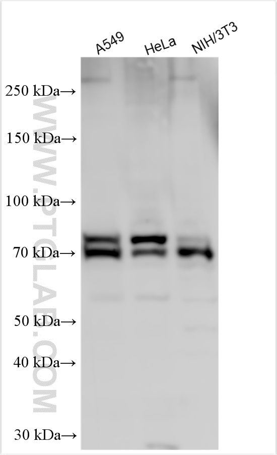 Western Blot (WB) analysis of various lysates using MTA1 Polyclonal antibody (30545-1-AP)