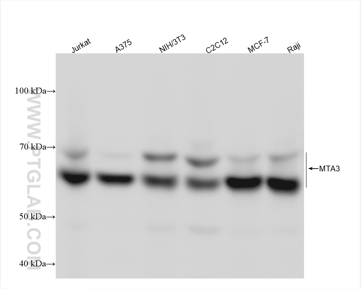 Western Blot (WB) analysis of various lysates using MTA3 Recombinant antibody (83042-3-RR)