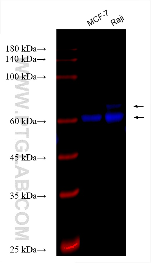 Western Blot (WB) analysis of various lysates using CoraLite® Plus 750-conjugated MTA3 Recombinant ant (CL750-83042-3)