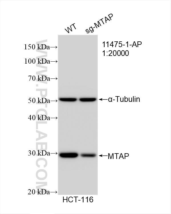 Western Blot (WB) analysis of HCT 116 cells using MTAP Polyclonal antibody (11475-1-AP)