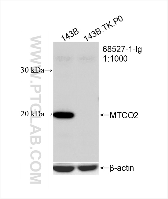 Western Blot (WB) analysis of 143B.TK.P0 cells using MTCO2 Monoclonal antibody (68527-1-Ig)