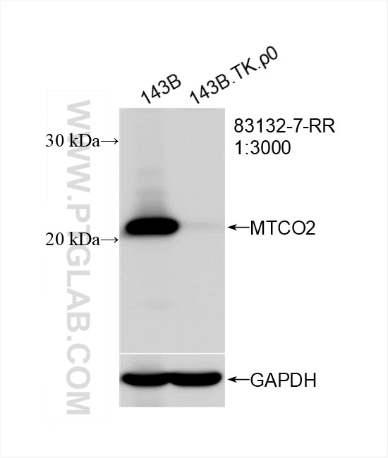 Western Blot (WB) analysis of 143B cells using MTCO2 Recombinant monoclonal antibody (83132-7-RR)