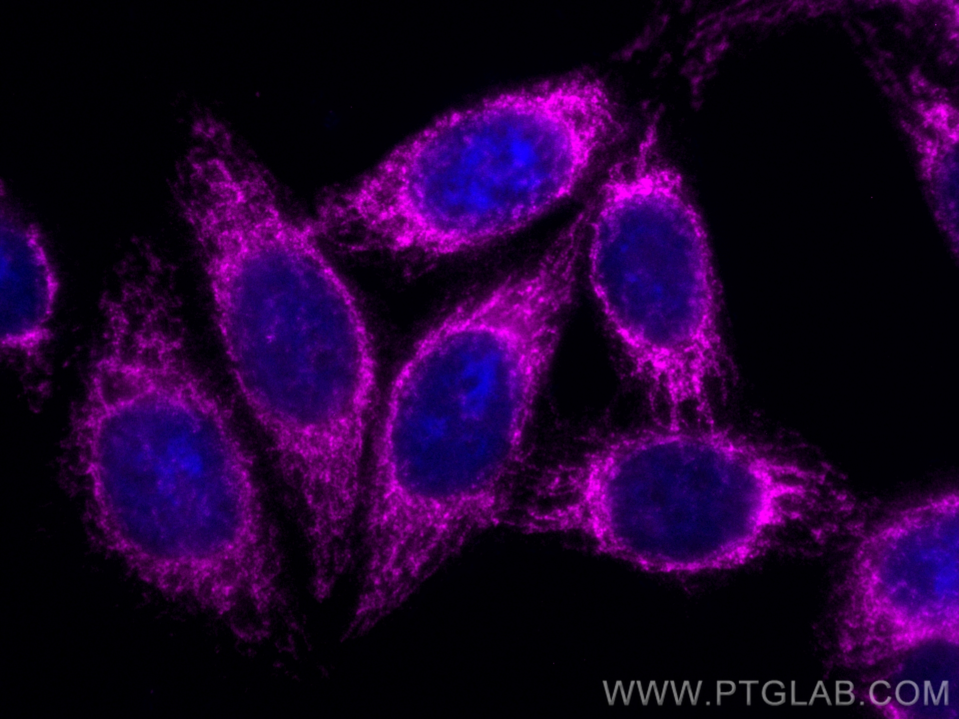 Immunofluorescence (IF) / fluorescent staining of HepG2 cells using CoraLite® Plus 647-conjugated MTCO2 Polyclonal ant (CL647-55070)