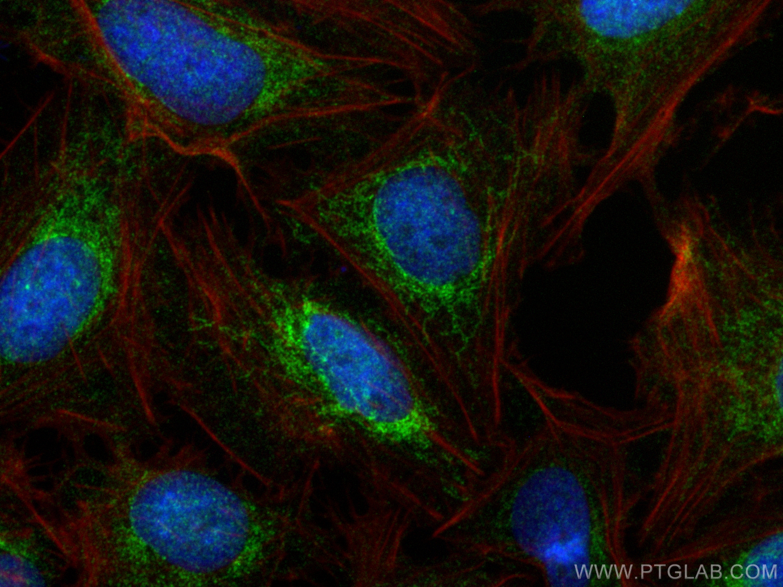 Immunofluorescence (IF) / fluorescent staining of U2OS cells using MTCP1NB Polyclonal antibody (10235-1-AP)