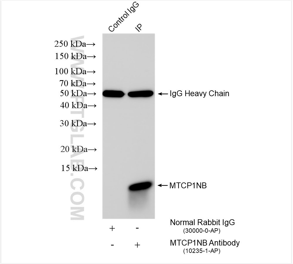 Immunoprecipitation (IP) experiment of HEK-293T cells using MTCP1NB Polyclonal antibody (10235-1-AP)