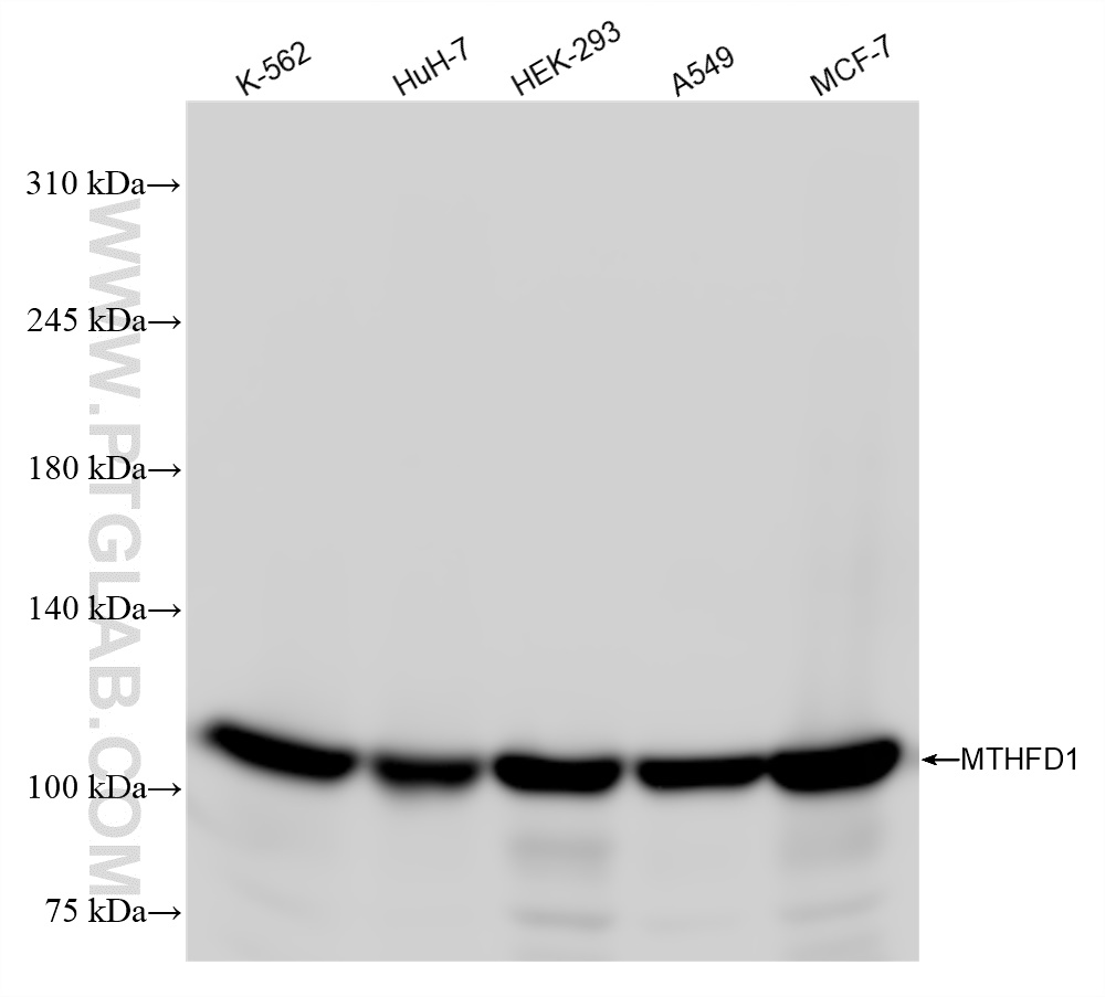 Western Blot (WB) analysis of various lysates using MTHFD1 Recombinant antibody (84884-5-RR)