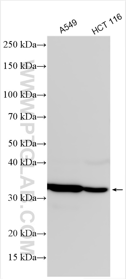 Western Blot (WB) analysis of various lysates using MTHFD2 Polyclonal antibody (12270-1-AP)