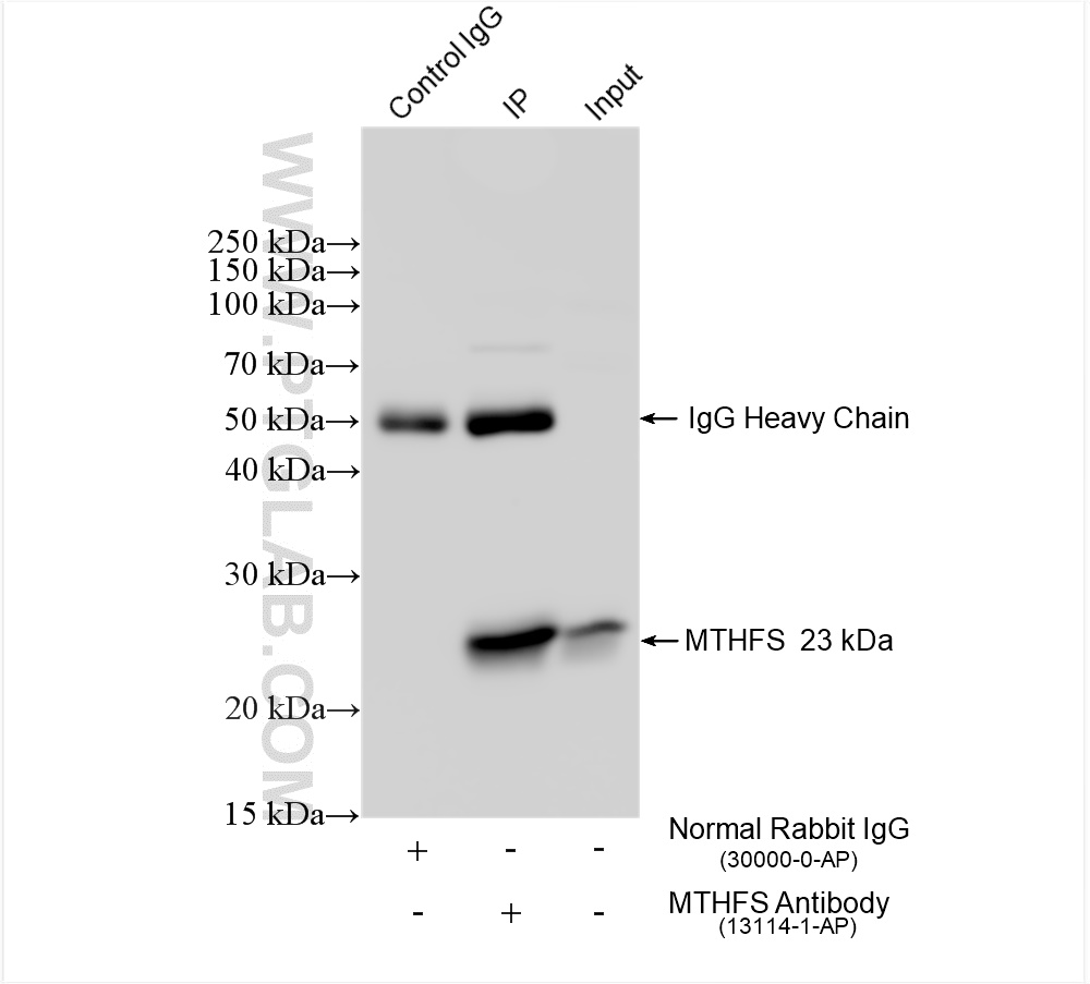 Immunoprecipitation (IP) experiment of HeLa cells using MTHFS Polyclonal antibody (13114-1-AP)