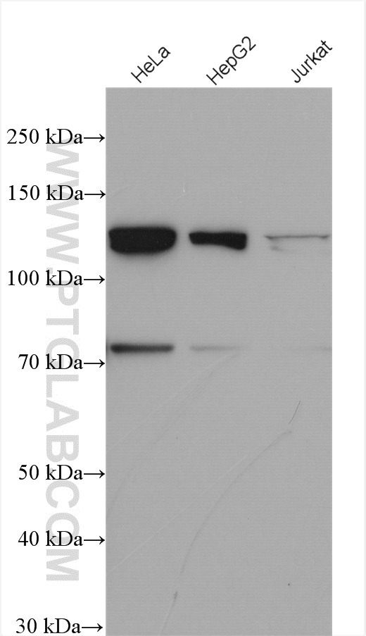 Western Blot (WB) analysis of various lysates using MTMR14 Polyclonal antibody (14973-1-AP)