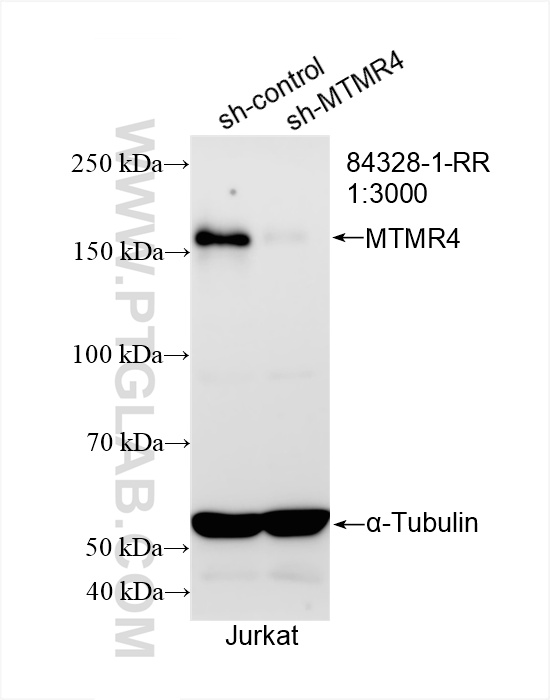 Western Blot (WB) analysis of Jurkat cells using MTMR4 Recombinant antibody (84328-1-RR)