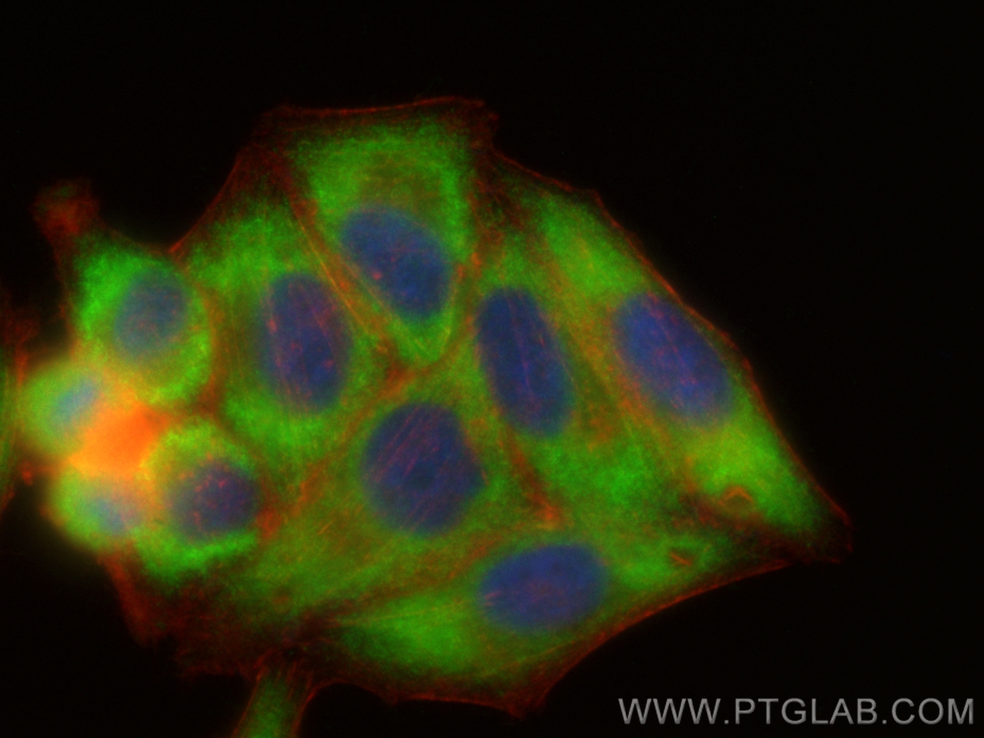 Immunofluorescence (IF) / fluorescent staining of HepG2 cells using CoraLite® Plus 488-conjugated MTMR4 Recombinant an (CL488-84328)