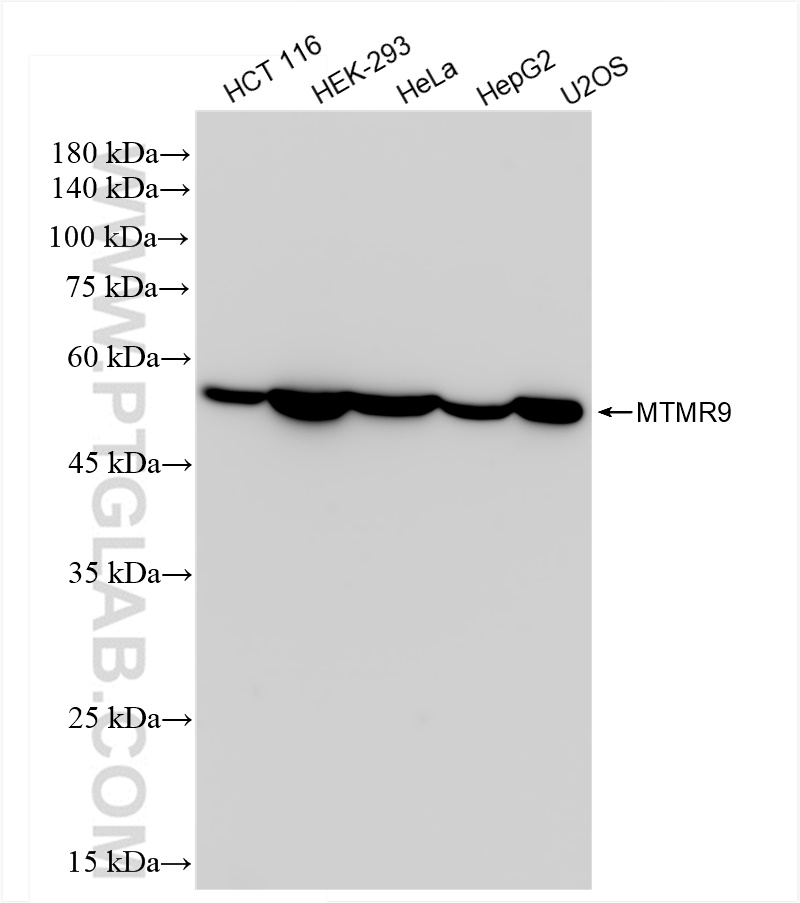 Western Blot (WB) analysis of various lysates using MTMR9 Recombinant antibody (83694-4-RR)