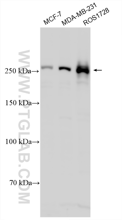 Western Blot (WB) analysis of various lysates using mTOR Polyclonal antibody (20657-1-AP)