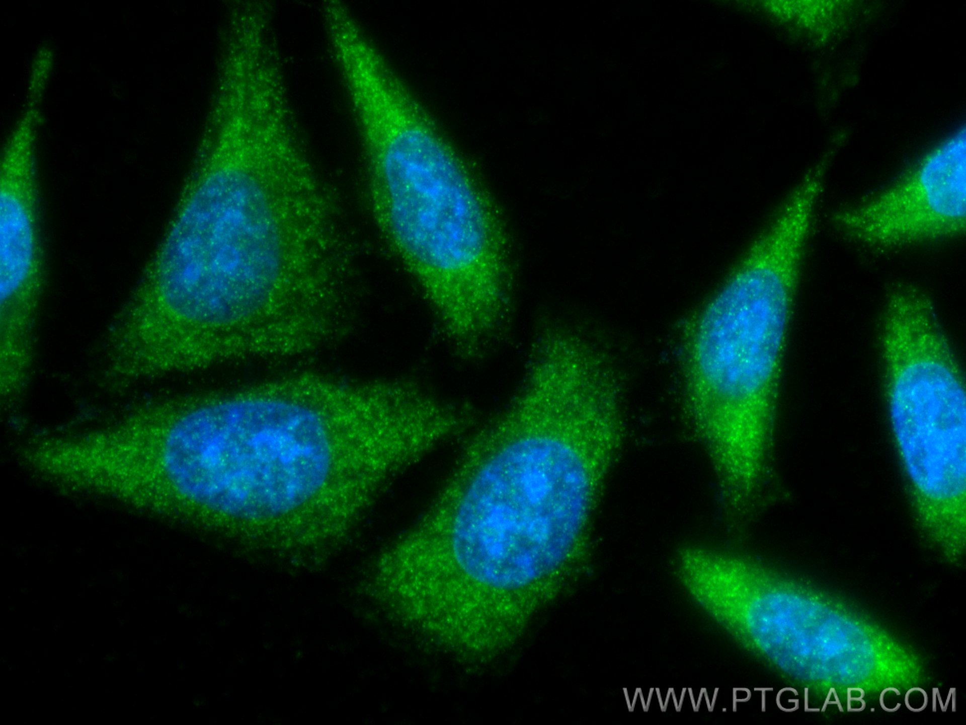 Immunofluorescence (IF) / fluorescent staining of HepG2 cells using MTPN Polyclonal antibody (13508-1-AP)