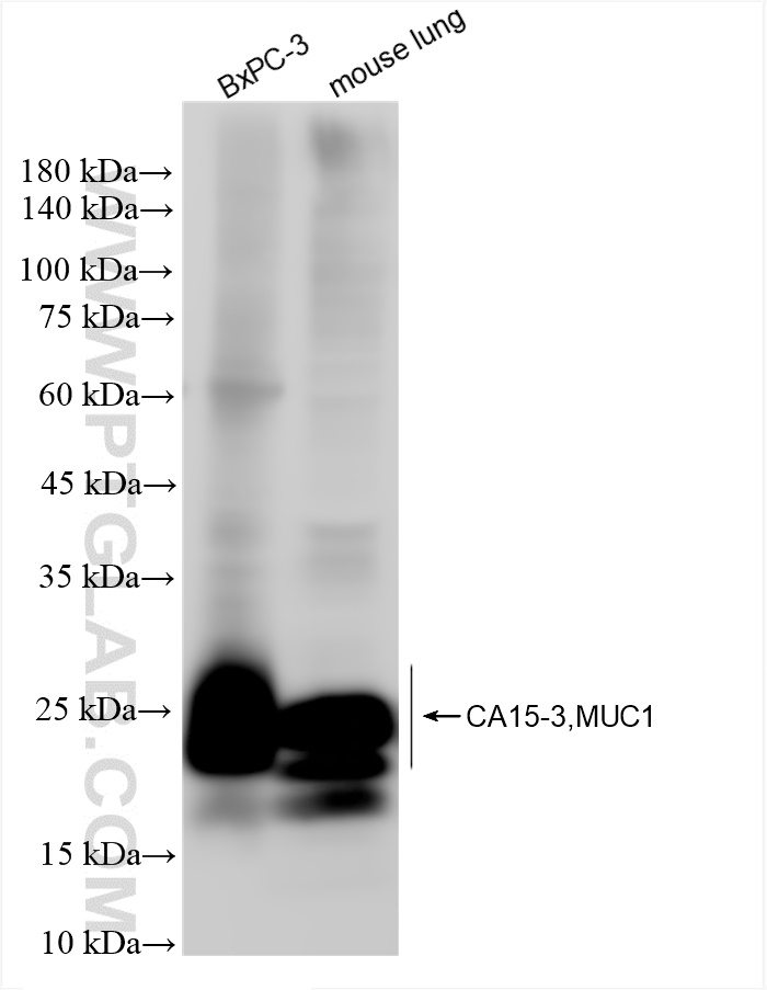 Western Blot (WB) analysis of various lysates using MUC1/CA15-3 C-terminal Recombinant antibody (83311-4-RR)