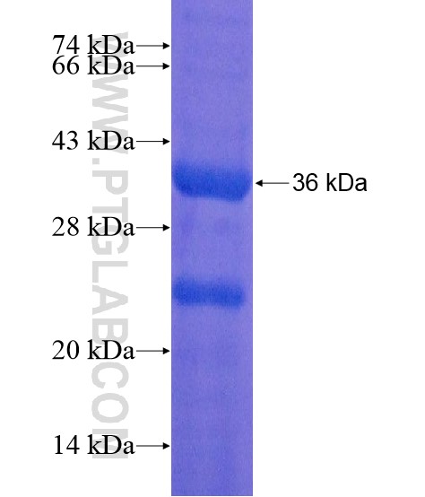 MUC17 fusion protein Ag18964 SDS-PAGE