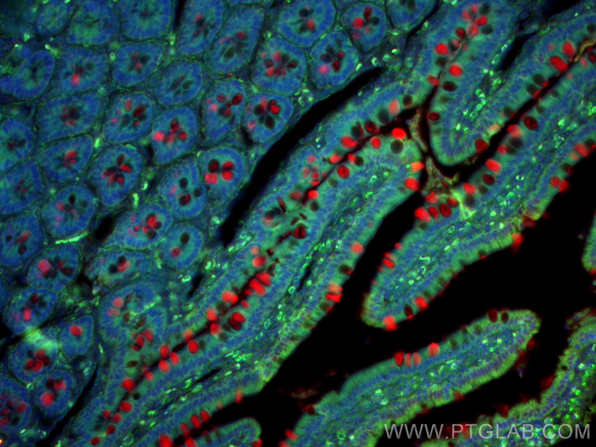 Immunofluorescence (IF) / fluorescent staining of rat small intestine tissue using MUC2 Polyclonal antibody (27675-1-AP)