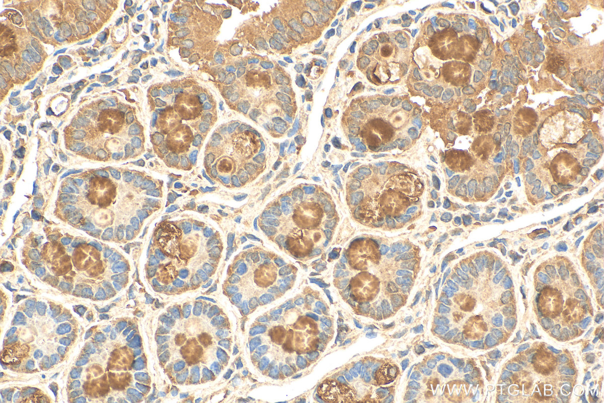 Immunohistochemistry (IHC) staining of rat small intestine tissue using MUC2 Polyclonal antibody (27675-1-AP)