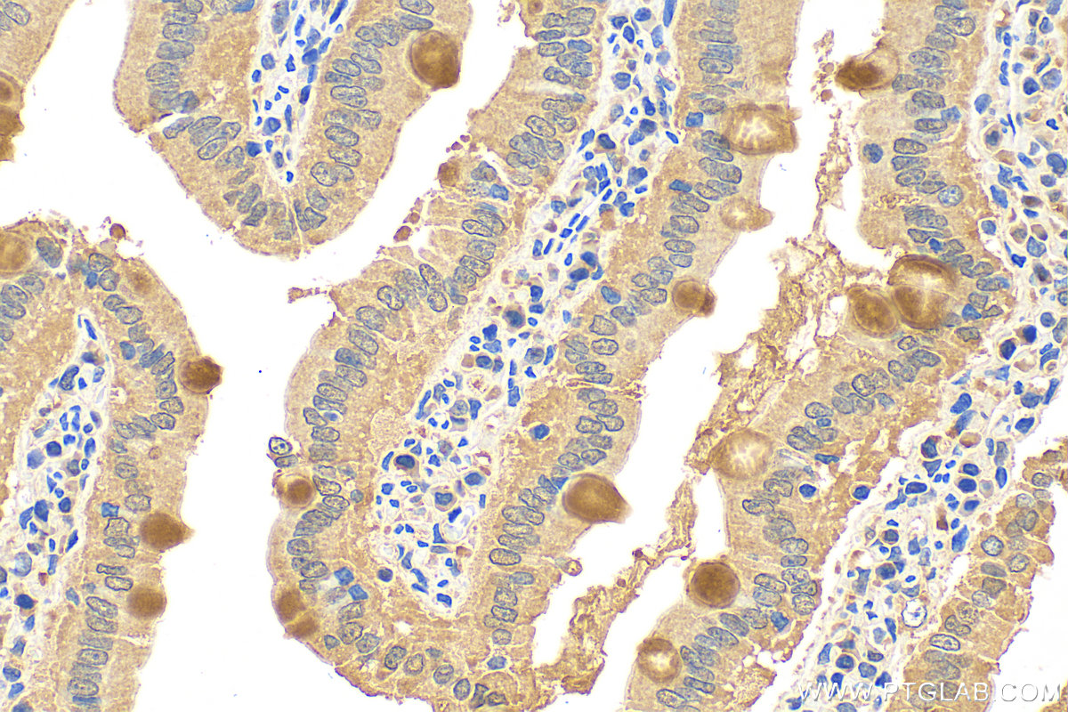 Immunohistochemistry (IHC) staining of rat small intestine tissue using MUC2 Polyclonal antibody (27675-1-AP)