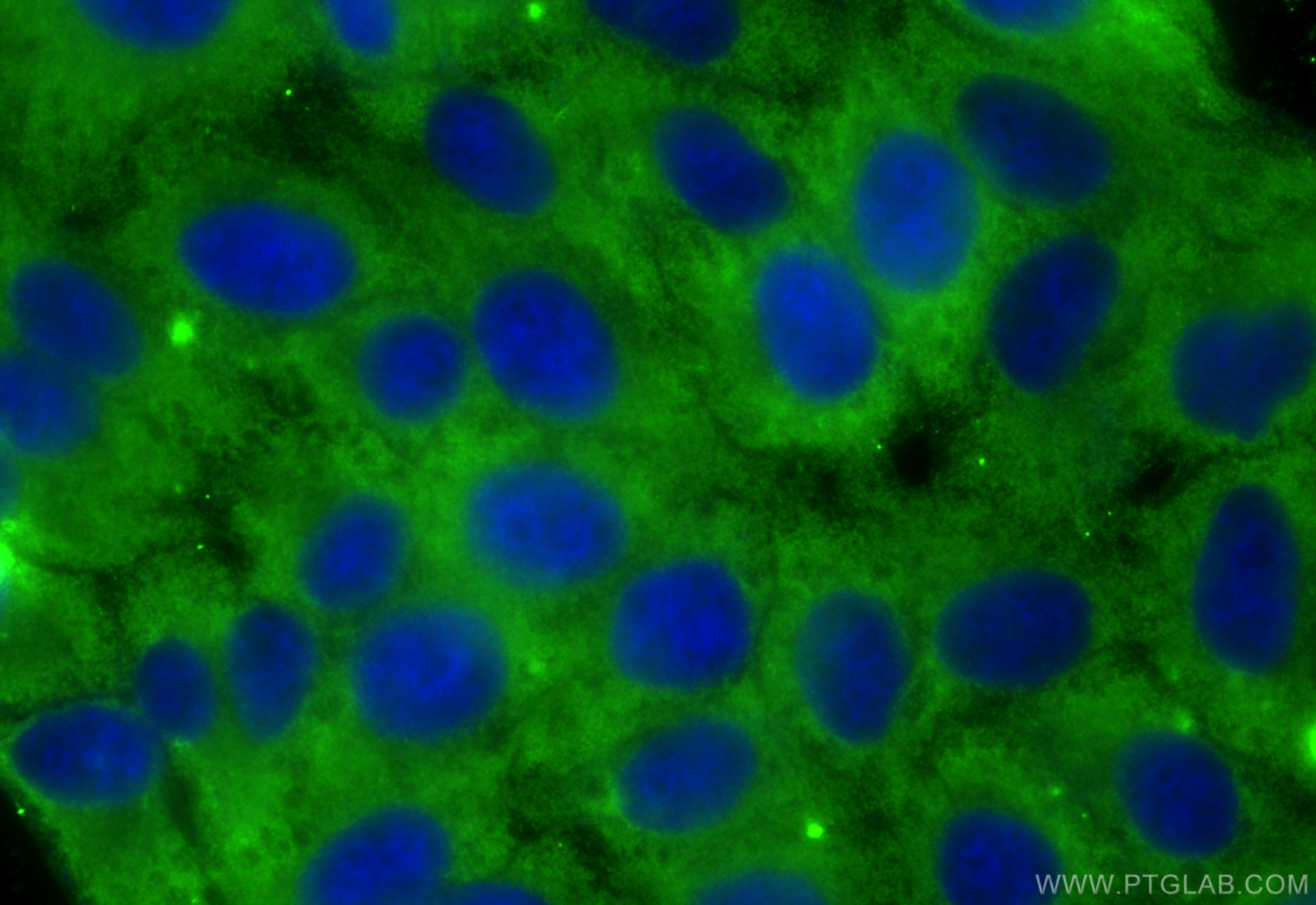 Immunofluorescence (IF) / fluorescent staining of HepG2 cells using MUC20 Monoclonal antibody (68714-1-Ig)