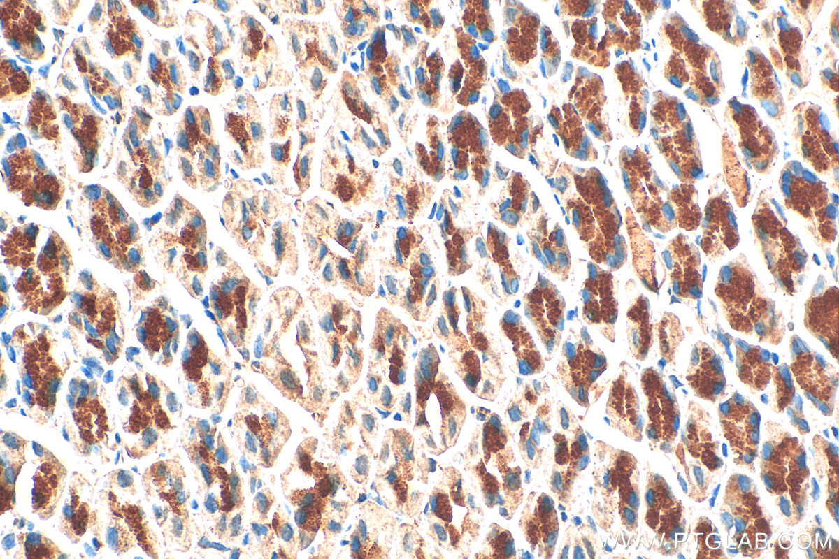 Immunohistochemistry (IHC) staining of mouse stomach tissue using MUC5AC Polyclonal antibody (20725-1-AP)