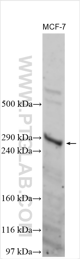 Western Blot (WB) analysis of various lysates using MUC5AC Polyclonal antibody (30408-1-AP)