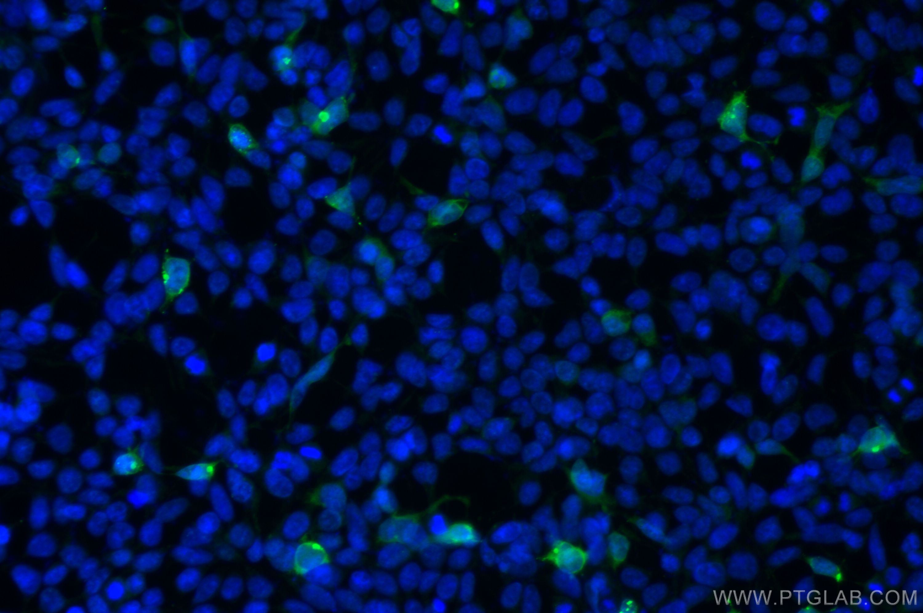 Immunofluorescence (IF) / fluorescent staining of Transfected HEK-293 cells using CoraLite® Plus 488-conjugated MYC tag Monoclonal a (CL488-60003)