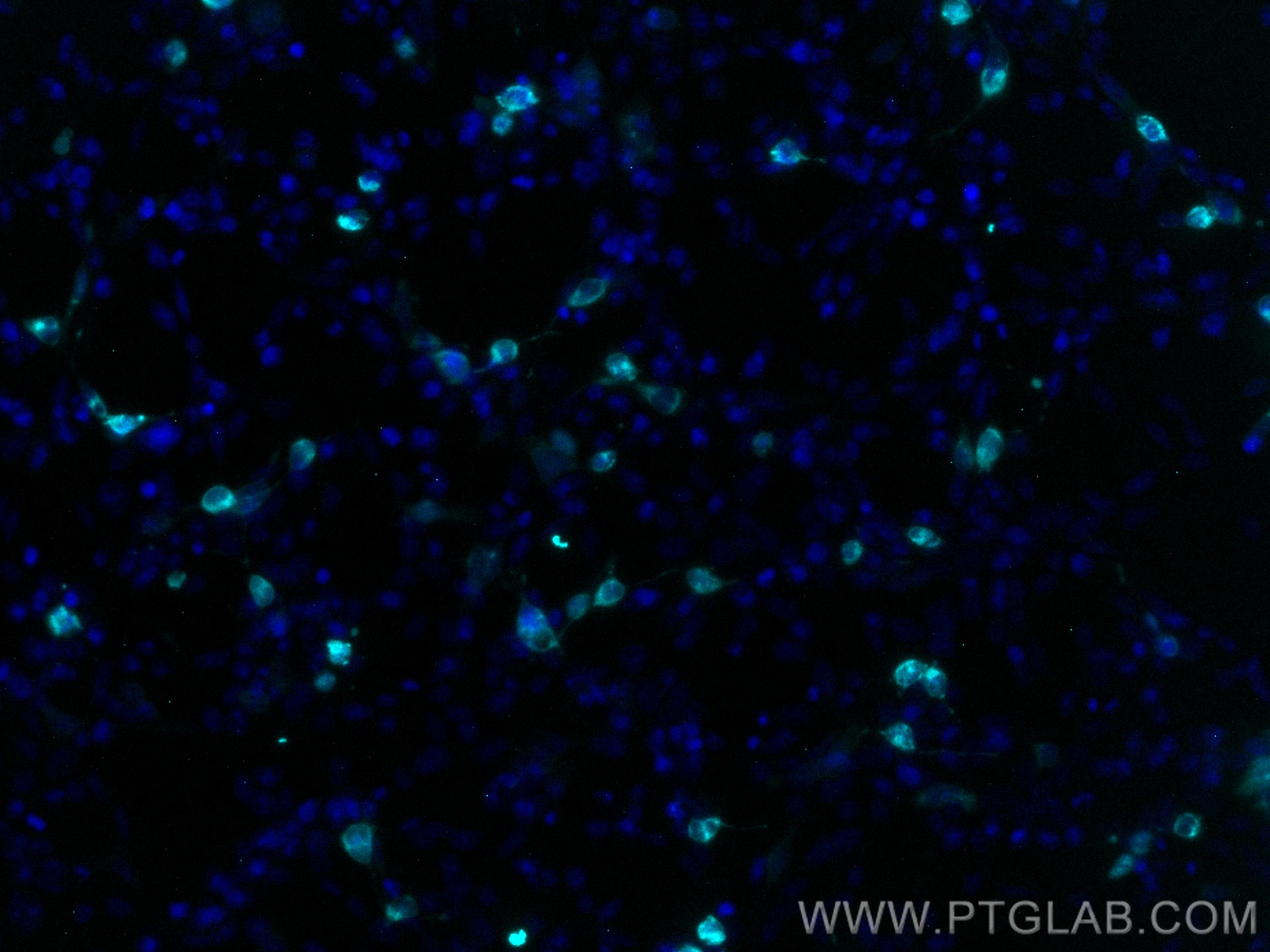 Immunofluorescence (IF) / fluorescent staining of Transfected HEK-293 cells using CoraLite® Plus 750-conjugated MYC tag Monoclonal a (CL750-60003)