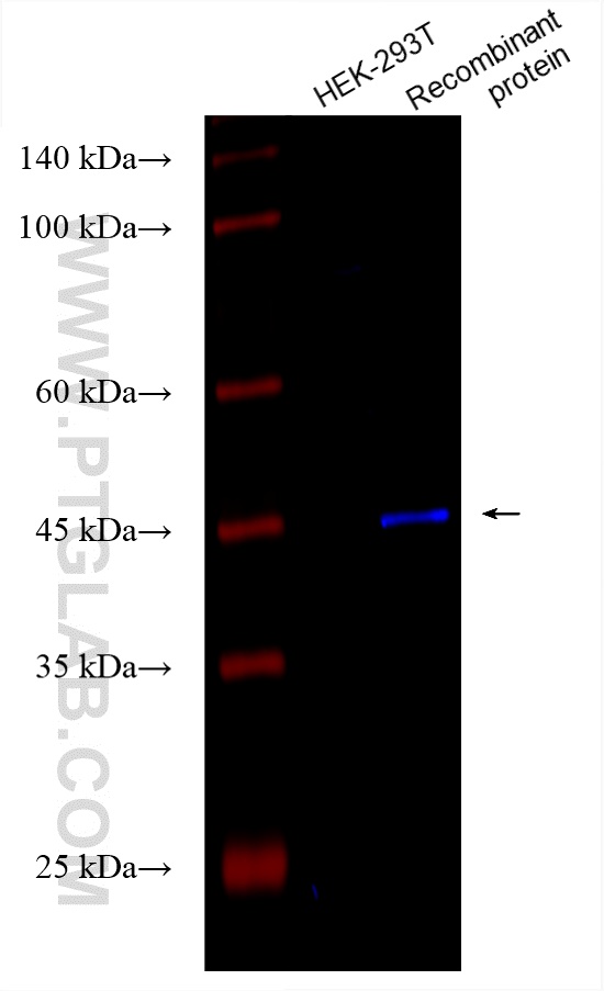 Western Blot (WB) analysis of various lysates using CoraLite® Plus 750-conjugated MYC tag Monoclonal a (CL750-60003)