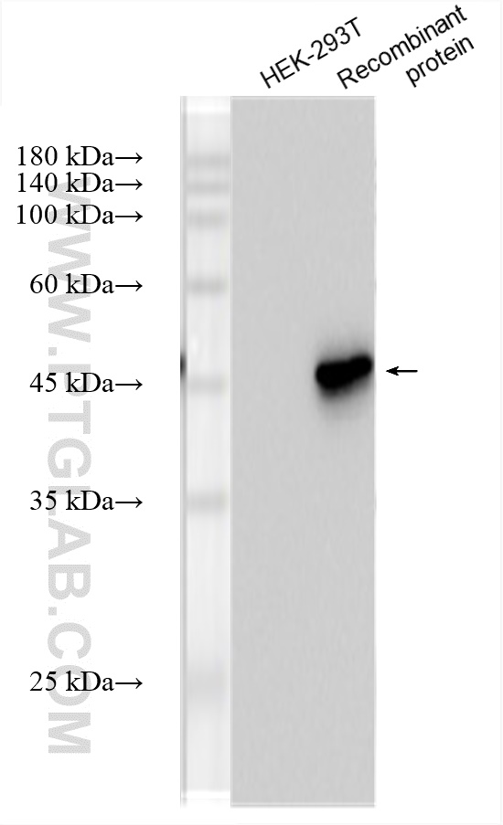Western Blot (WB) analysis of various lysates using HRP-conjugated MYC tag Monoclonal antibody (HRP-60003)