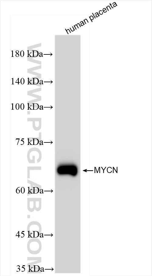 Western Blot (WB) analysis of human placenta tissue using MYCN Recombinant antibody (84886-3-RR)