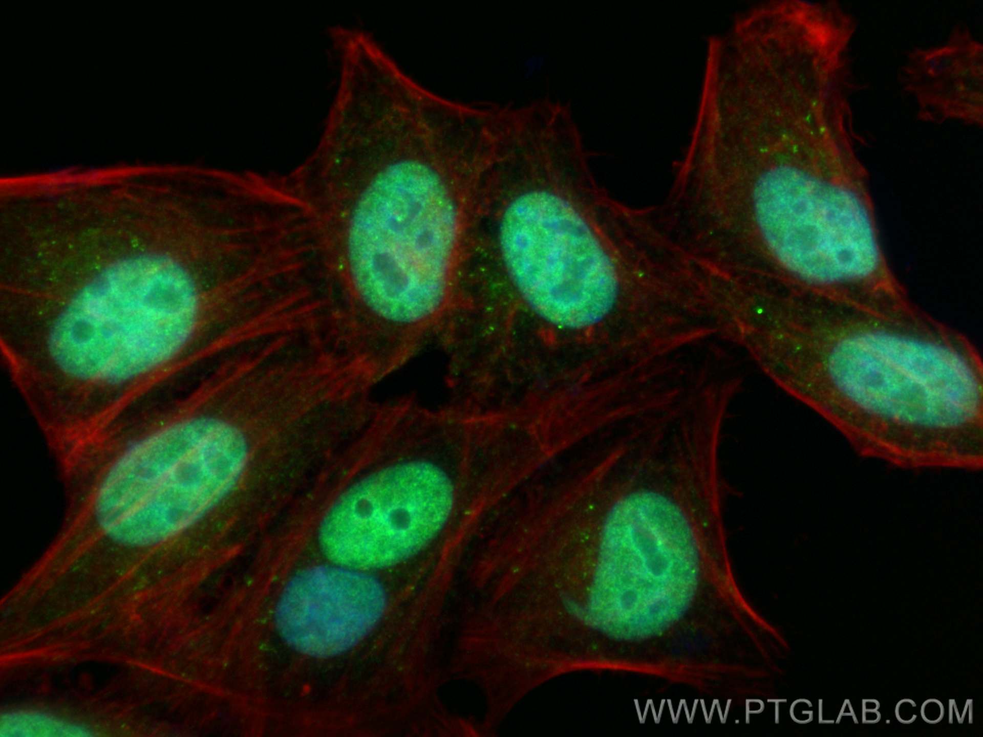 Immunofluorescence (IF) / fluorescent staining of HepG2 cells using MYEF2 Polyclonal antibody (16051-1-AP)