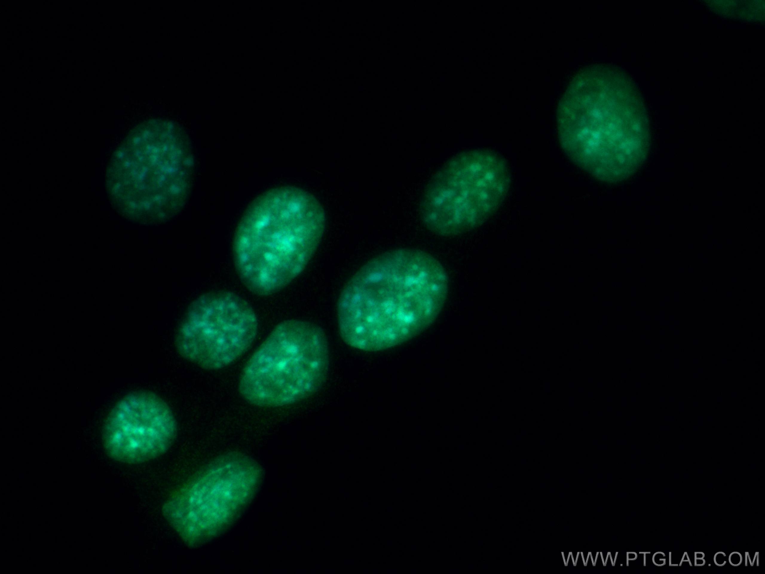 Immunofluorescence (IF) / fluorescent staining of C2C12 cells using MYF6 Polyclonal antibody (11754-1-AP)
