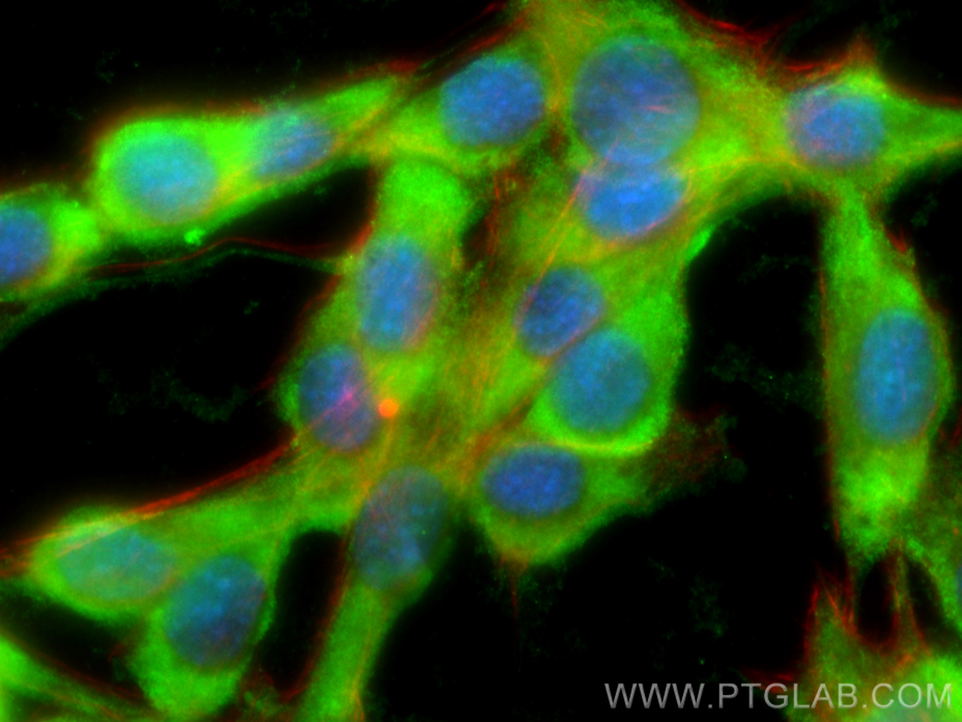 Immunofluorescence (IF) / fluorescent staining of C2C12 cells using CoraLite® Plus 488-conjugated MYL3 Polyclonal anti (CL488-10913)