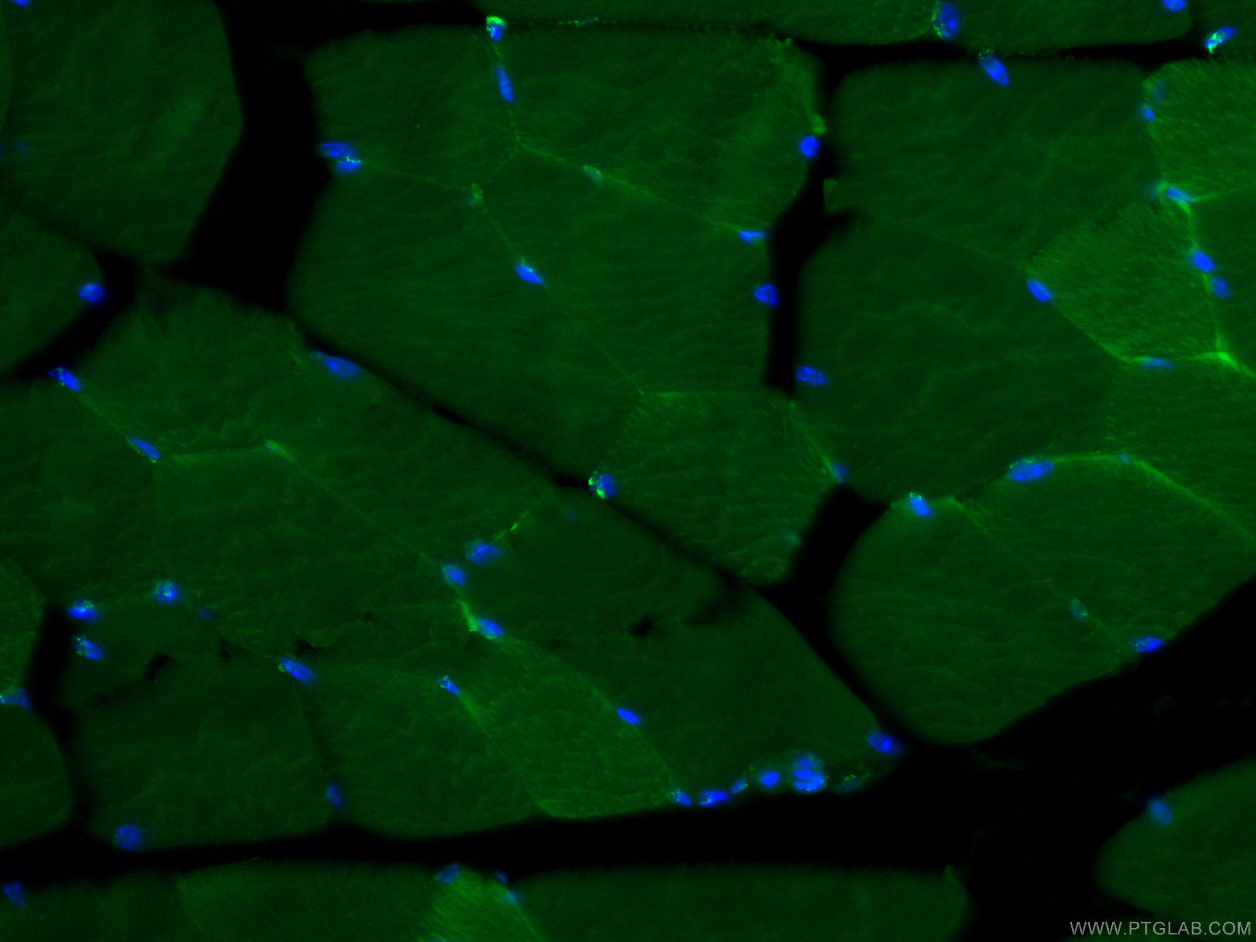Immunofluorescence (IF) / fluorescent staining of mouse skeletal muscle tissue using CoraLite® Plus 488-conjugated MYL3 Monoclonal anti (CL488-66286)