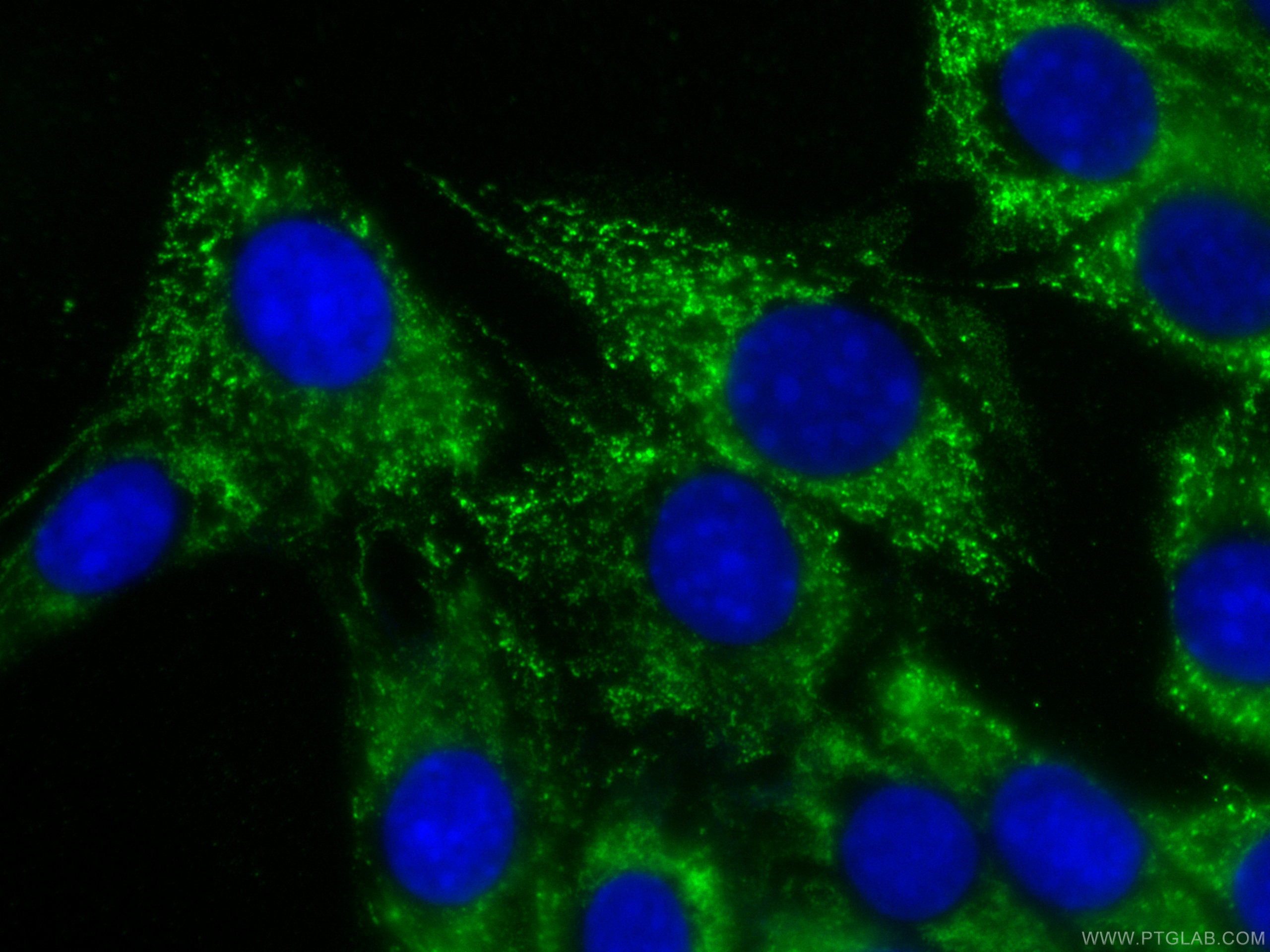 Immunofluorescence (IF) / fluorescent staining of C2C12 cells using CoraLite® Plus 488-conjugated MYL3 Monoclonal anti (CL488-66286)