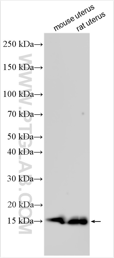 Western Blot (WB) analysis of various lysates using MYL6 Polyclonal antibody (18158-1-AP)