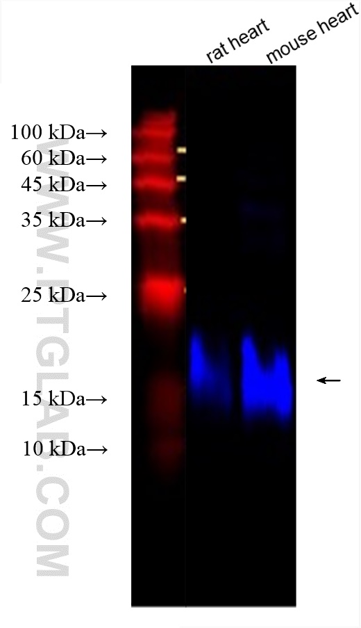 Western Blot (WB) analysis of various lysates using CoraLite® Plus 750-conjugated MYL7 Recombinant ant (CL750-81570)