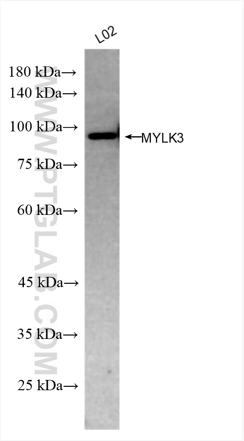 Western Blot (WB) analysis of L02 cells using MYLK3 Recombinant antibody (83673-3-RR)